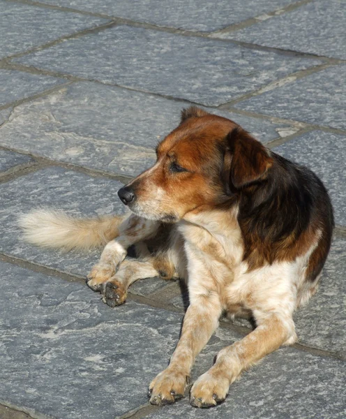 stock image Stray Dog