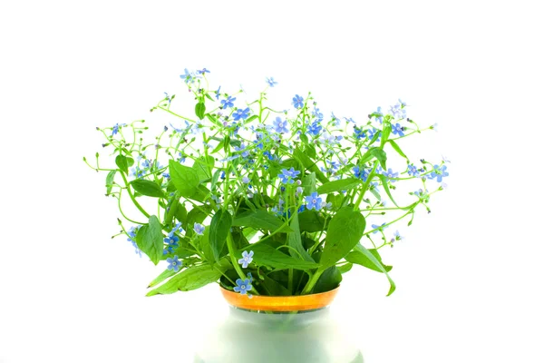 Forget-me-not's bouquet in a bowl — Stock Photo, Image