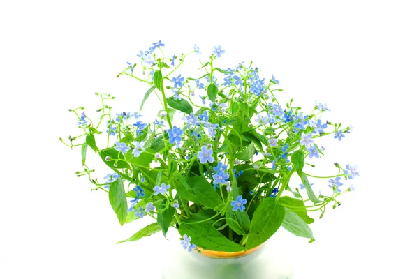 Forget-me-not's bouquet — Stock Photo, Image