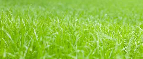 Helder groen gras — Stockfoto