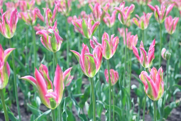 Cama de tulipas rosa — Fotografia de Stock