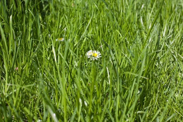 Green grass meadow with camomiles — Stock Photo, Image