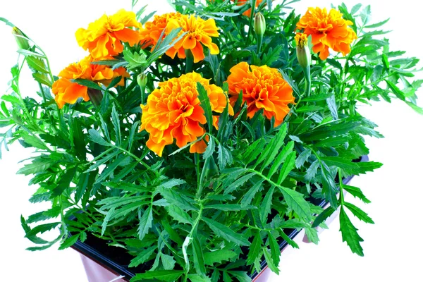 Orange marigolds in plastic pots — Stock Photo, Image