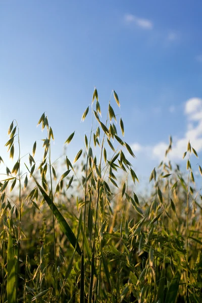 Oat in a cereal field — Stock Photo, Image