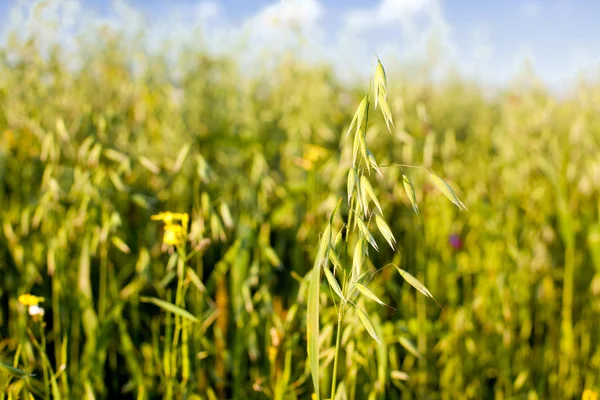 Avena en un campo de cereales — Foto de Stock