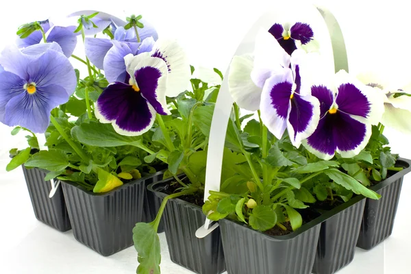 Violet pansy's sprouts — Stock Photo, Image