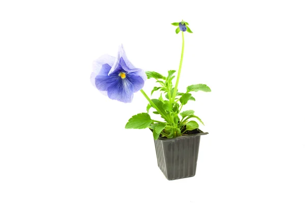 Violet pansy sprout in box — Stock Photo, Image