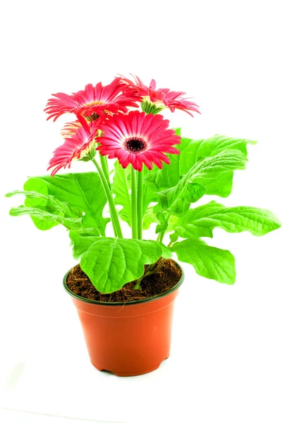 Pink gerbera in a pot — Stock Photo, Image