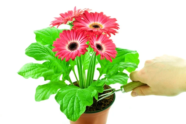 Flower-growing — Stock Photo, Image