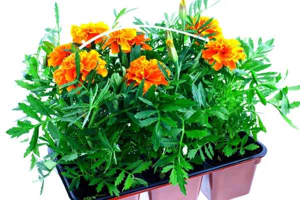 Bright orange marigolds in plastic pots — Stock Photo, Image