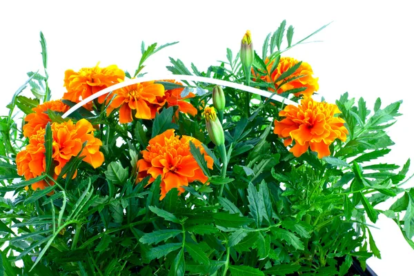 Plastik kap içinde parlak turuncu marigolds — Stok fotoğraf