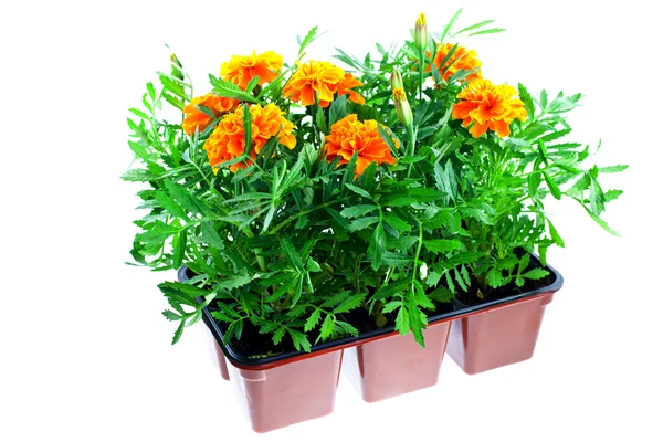 Bright orange marigolds in plastic pots — Stock Photo, Image