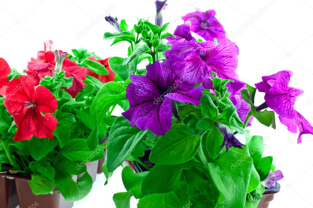 Purple and red petunia in plastic pots
