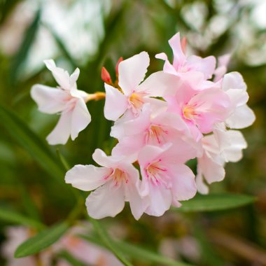 Oleander flowers clipart