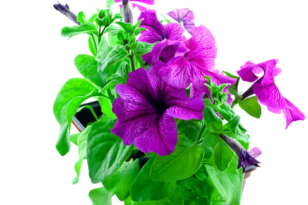 Petunia viola brillante in vasi di plastica — Foto Stock
