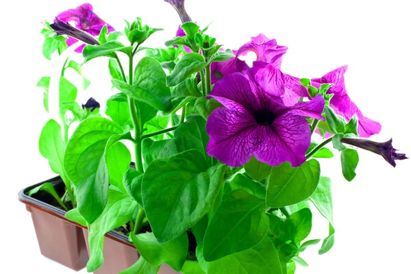 Bright purple petunia in plastic pots — Stock Photo, Image