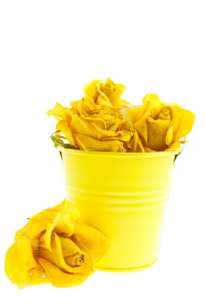 Dry yellow roses in a bucket — Stock Photo, Image