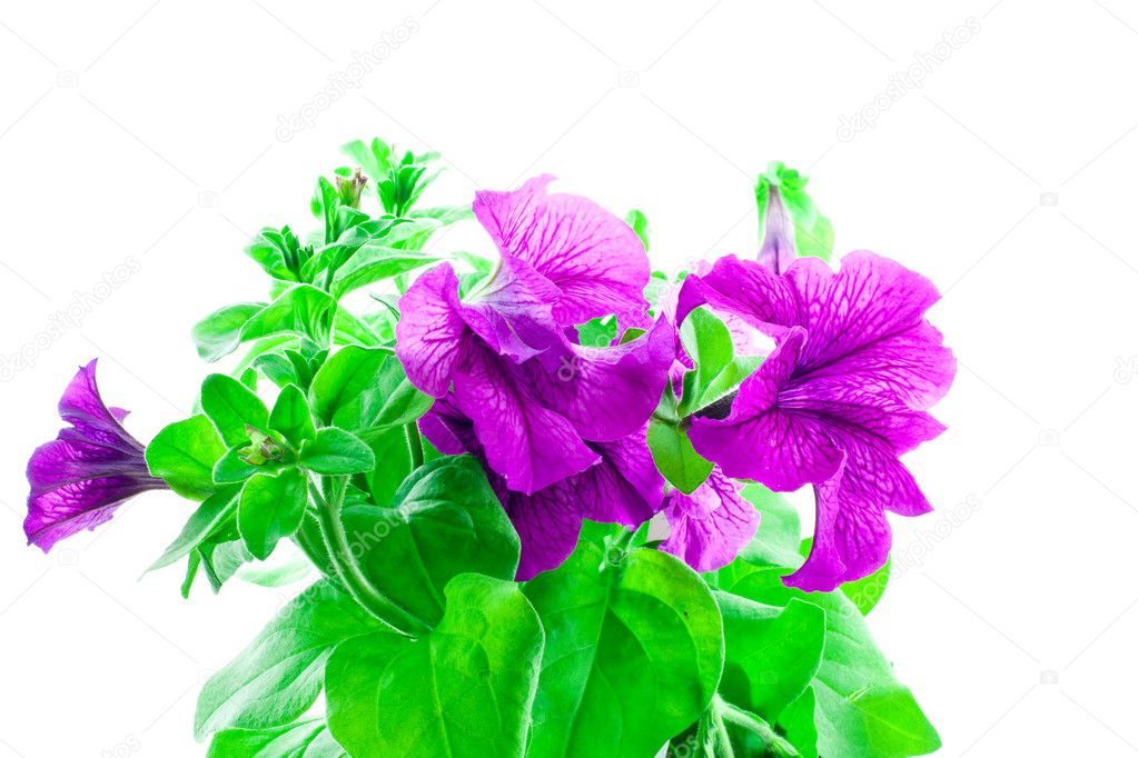 Bright purple petunia