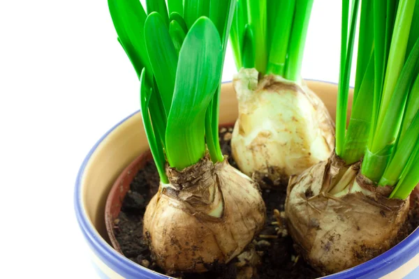 stock image Narcissus bulbs in ceramic pot