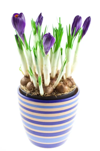 Crocos violetas em um pote isolado — Fotografia de Stock
