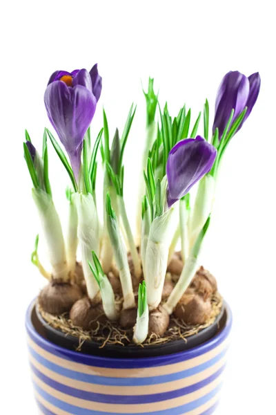 stock image Violet crocuses in a pot isolated