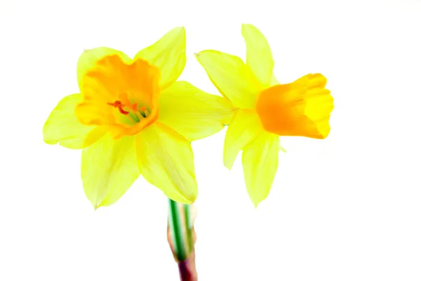 Two yellow narcissus isolated — Stock Photo, Image