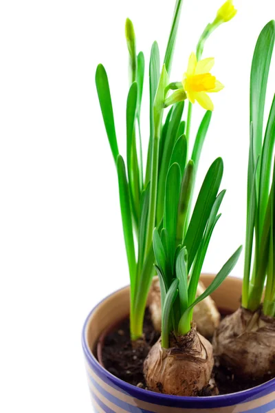 Yellow narcissus in pot isolated — Stock Photo, Image