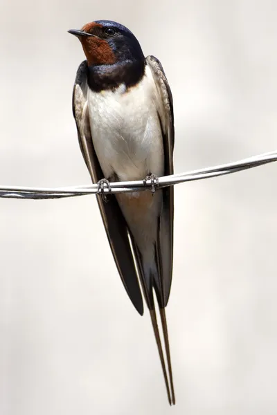 Swallow sitting on wire — Stock Photo, Image