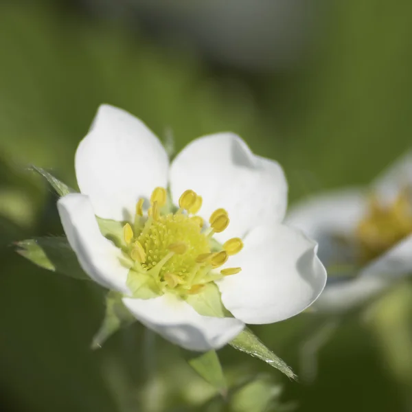 stock image Strawberry flower