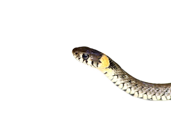 Serpent vermiculé — Photo