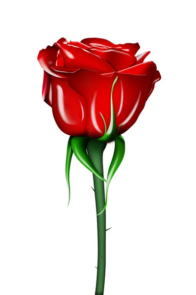 stock image Red rose over white