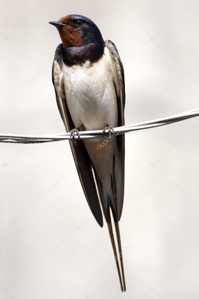 Swallow sitting on wire
