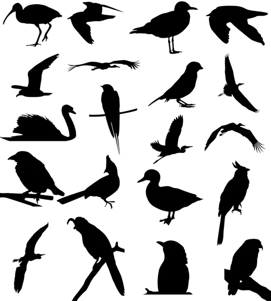 Силуэты птиц — стоковое фото
