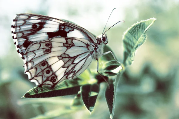 Farfalla scattata nel museo di Pirogovo — Foto Stock