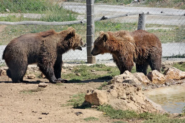 普利特维切棕色的熊 — 图库照片