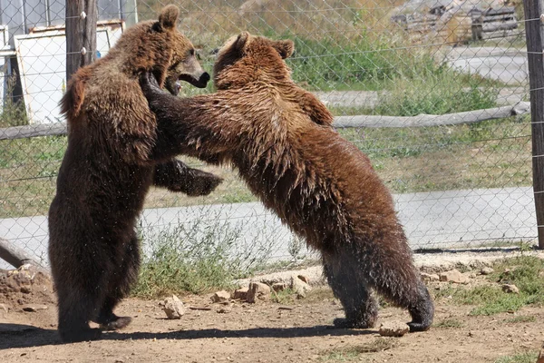 Plitvice brown bear — Stock Photo, Image