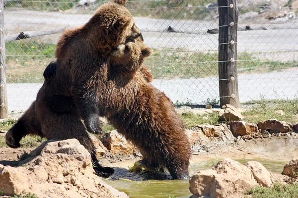 普利特维切棕色的熊 — 图库照片