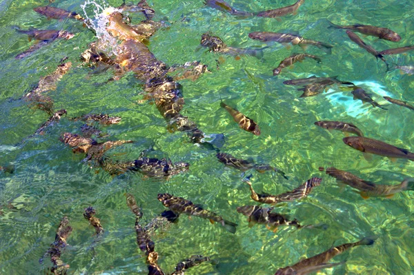 O peixe Plitvice — Fotografia de Stock