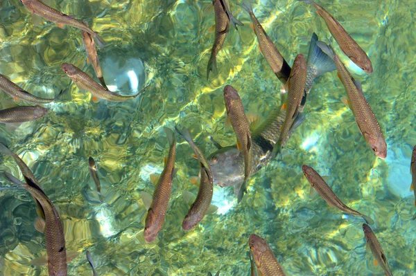 O peixe Plitvice — Fotografia de Stock