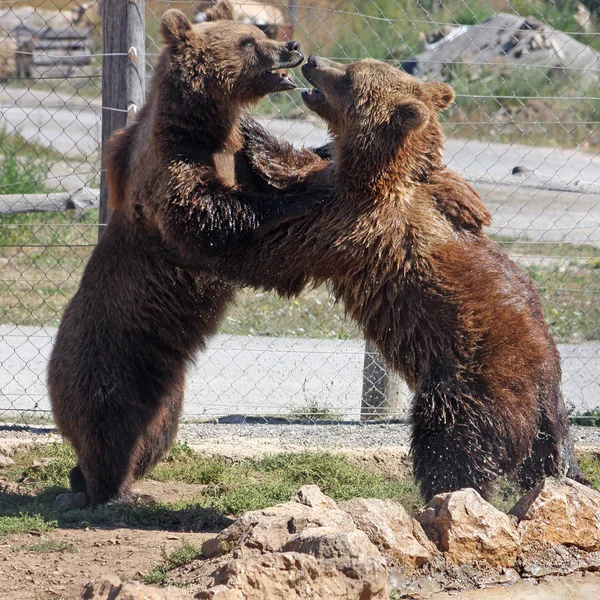 Плитвицкий бурый медведь — стоковое фото
