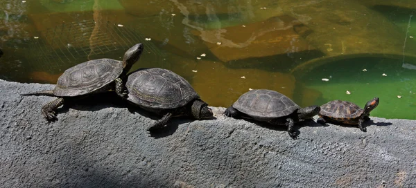 Sköldpaddor tagna i Kiev Zoo — Stockfoto