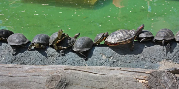 Tartarugas tomadas no jardim zoológico de Kiev — Fotografia de Stock