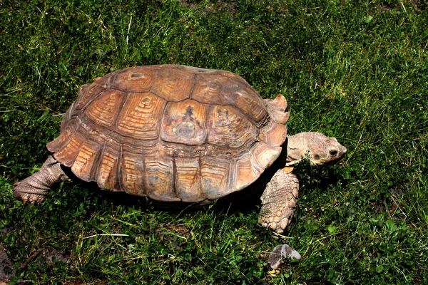 Schildkröte im Kyiv-Zoo aufgenommen — Stockfoto