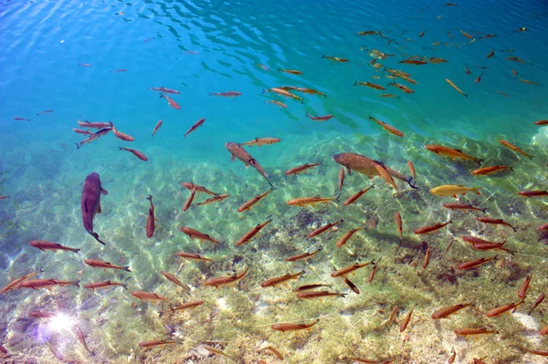 El pez Plitvice — Foto de Stock