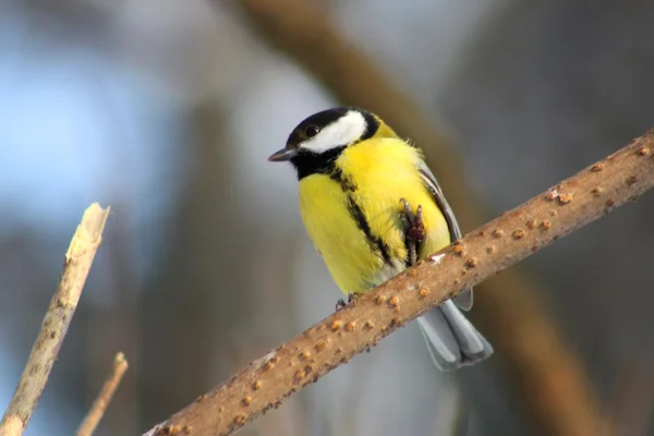 stock image Tit bird on the tree