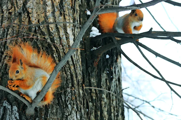 Ardilla roja en el árbol —  Fotos de Stock