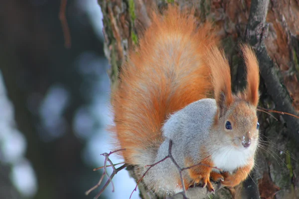 Rød egern oven på den træ - Stock-foto