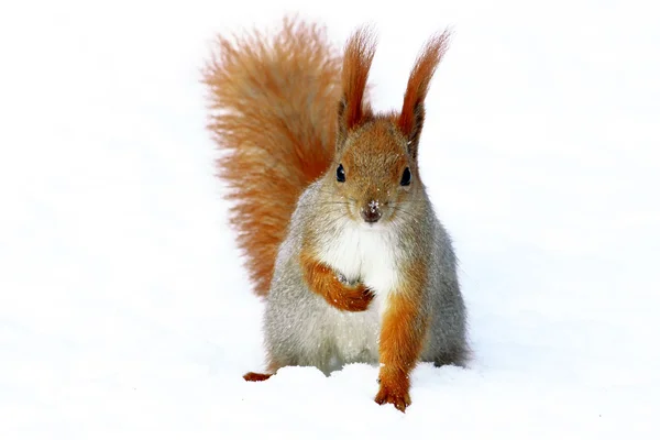 Red Squirrel On The Tree — Stock Photo, Image