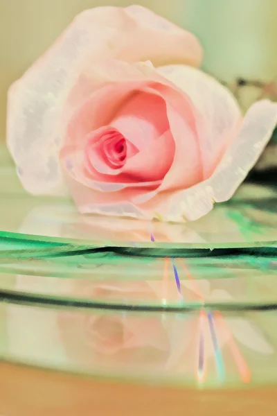 Роза на компакт-дисках — стоковое фото