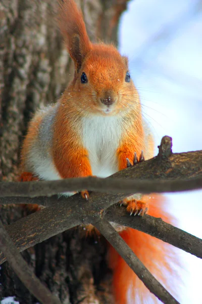 Rød egern oven på den træ - Stock-foto